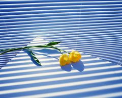 Tapeta Nature Flowers 206.jpg